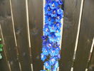delphinium