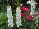 delphinium Pacific White
