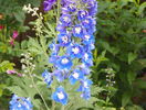 delphinium Blue Bird