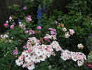 Rosy Cushion