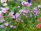malva moschata rosea