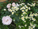 tanacetum parthenium