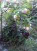 DSC09080