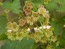 Redcurrant Flowers (2014, April 03)