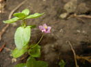 Anagallis arv. var. lilacina (2015, Jun.06)