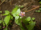 Anagallis arv. var. lilacina (2015, Jun.06)