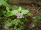 Anagallis arv. var. lilacina (2015, Jun.10)