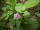 Anagallis arv. var. lilacina (2015, Jun.10)