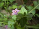 Anagallis arv. var. lilacina (2015, Jun.10)