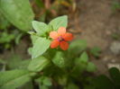 Anagallis arvensis (2015, June 06)