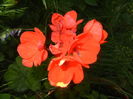 Red Geranium (2015, May 31)