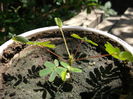 DSCF6454