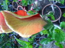 SAM_6355