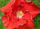 SAM_6372