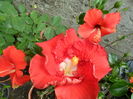 SAM_6378