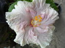 SAM_6384