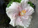 SAM_6385