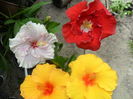SAM_6386