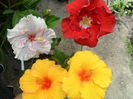 SAM_6387