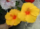 SAM_6388