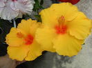 SAM_6389