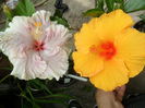 SAM_6390