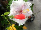 SAM_6392