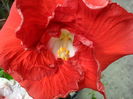 SAM_6408