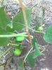 Kiwi " Viti " , 20.06.2015