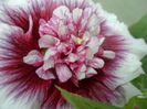 SAM_6420