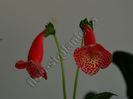 NEW 2015 - Kohleria Luci s Cup
