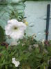 DSC04252