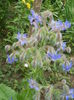borago officinalis