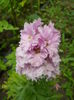 delphinium roz