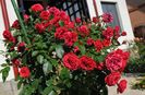 Out of Rosenheim