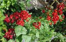 Bienenweide Rot
