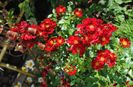 Bienenweide Rot