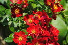 Bienenweide Rot