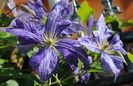 clematis Tie Dye