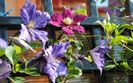 clematis Tie Dye si  Sunset