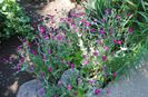 Lychnis coronaria