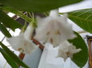 SAM_6454