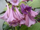 SAM_6459