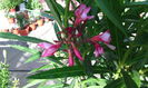 IMG_20150620_191808[1]