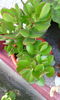 crassula ovata.