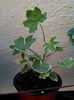 IMG_20150619_184710
