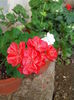 IMG_20150619_185757