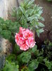 IMG_20150619_185833