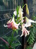 IMG_20150619_191552