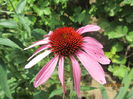 Echinacea